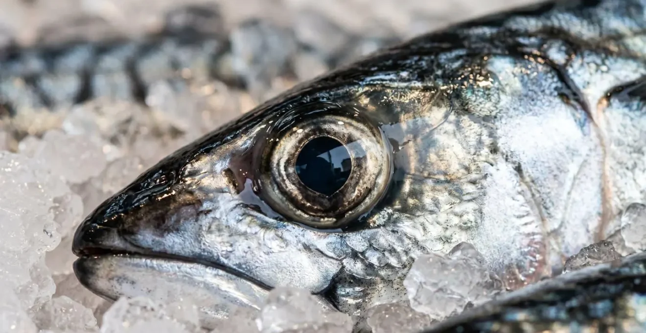 Dettaglio macro dell'occhio di un pesce fresco con riflessi brillanti