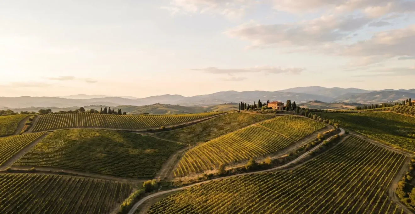 Vista panoramica di vigneti tra colline italiane al tramonto